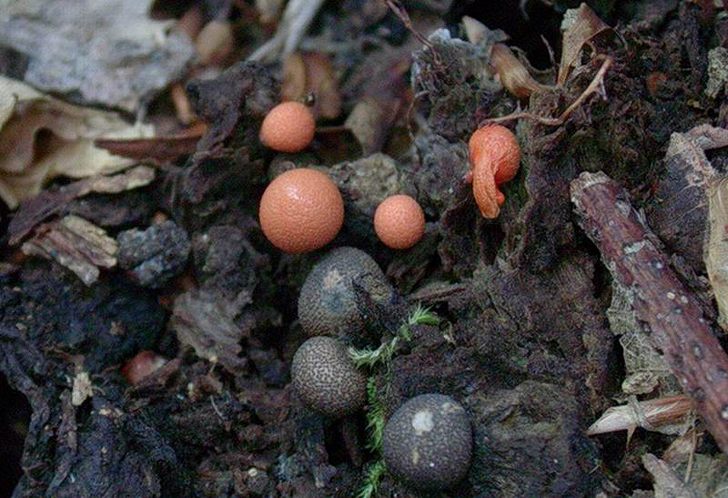 Lycogala epidendrum (J.C. Buxb. ex L.) Fr.(PROVA)